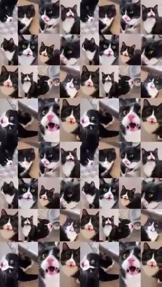 Sound on #meowed From fedenka_kot | IG