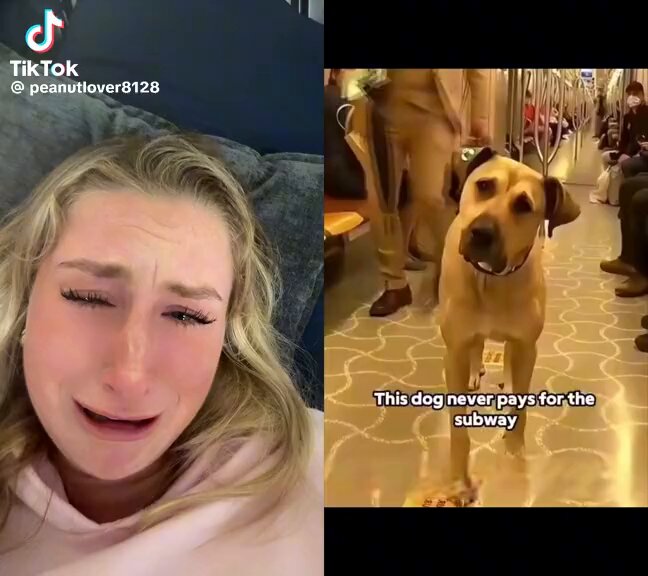 boji globalde popüler olmuş... akpliler tramvay koltuğuna bok bırakıp bu köpeğe komplo bile kurdular amk keşke bunu da anlataydınız