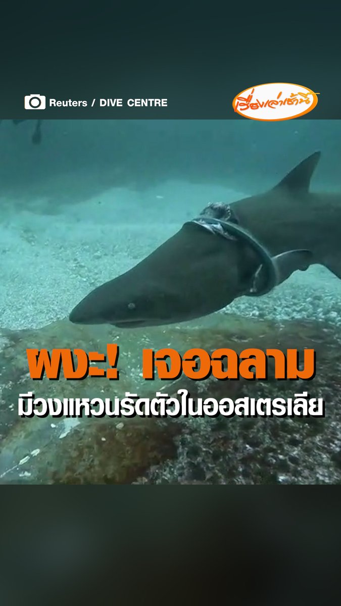 กลุ่มนักดำน้ำ บันทึกภาพฉลามตัวหนึ่ง ในน่านน้ำนอกรัฐนิวเซาท์เวลส์ ประเทศออสเตรเลีย มีวงแหวนขนาดใหญ่บาดลึกเข้าไปในตัวของมัน #เรื่องเล่าเช้านี้ #ข่าวช่อง3 #ข่าวต่างประเทศ