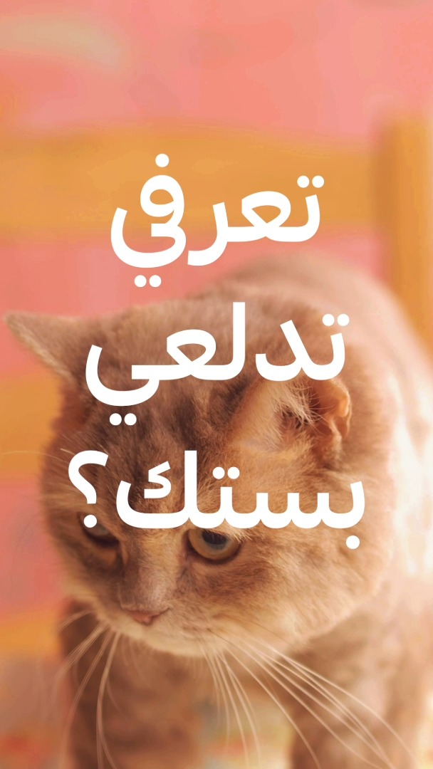 رغبات حيوانك الأليف وتفضيلاته، وحتى دلعه ومزاجيته، ملابسه وأكله وألعابه وصحته، كلها في #محلي_من_سلة