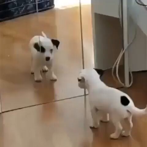 Puppy seeing itself in the mirror for the first time.. 😊