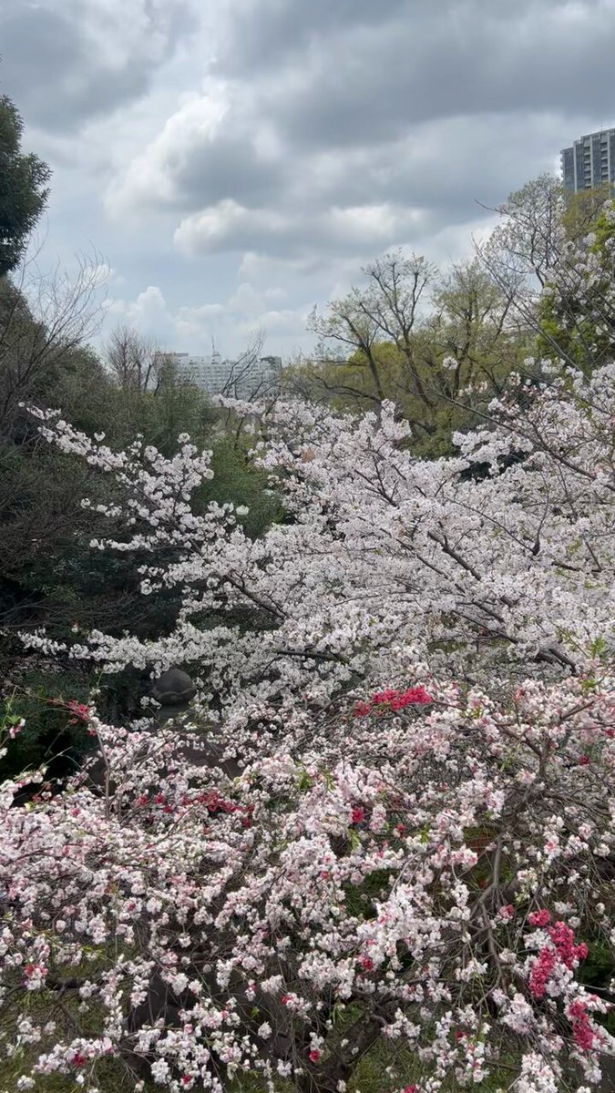 樱花盛开的上野公园，人流熙攘。日本樱花的特别之处在于意境和历史，从庙上看这个树洞里的闹市生活，特别有种穿越的观感。 如果只是樱花本身，我家附近的樱花胜景要更上层楼