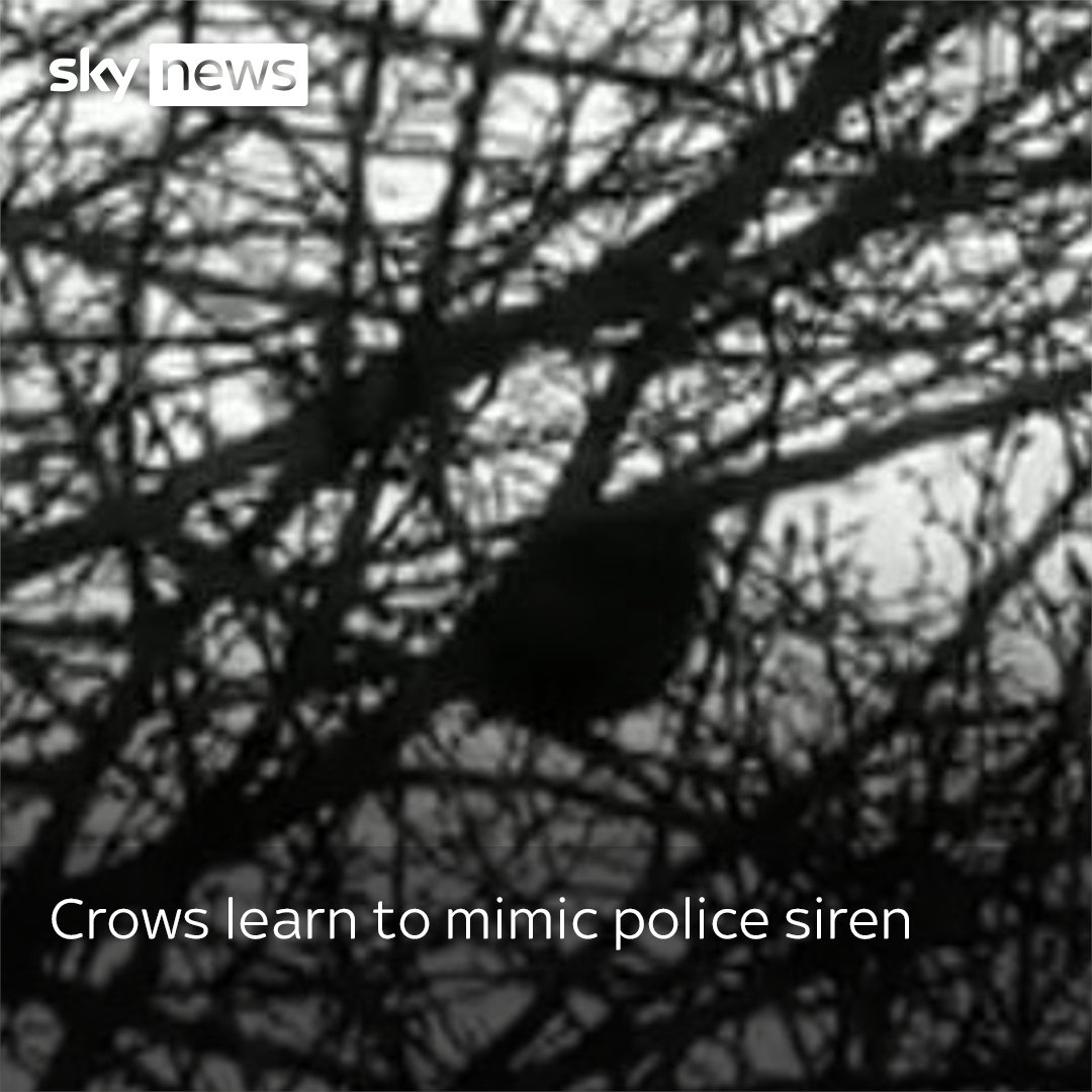 Police officers in the UK were left confused after resident crows learned how to mimic the police sirens outside their station.
