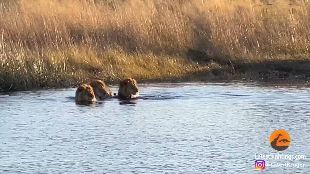Maybe it's just me, but the hippo being able to move that fast through the water is frightening. 🤯 Also, this is the most terrified i've ever seen a male Lion!!