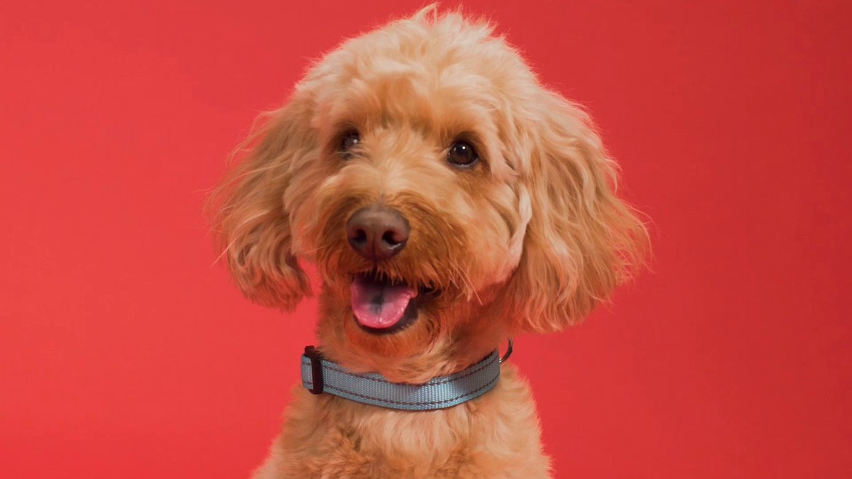 🆕 We’re paws-itively excited about this news! 🐾 Amazon Pet Day, a 48-hour event for U.S. customers featuring thousands of products on deals to help you feed, pamper, and play with the furry friends in your life, is returning May 7-8.