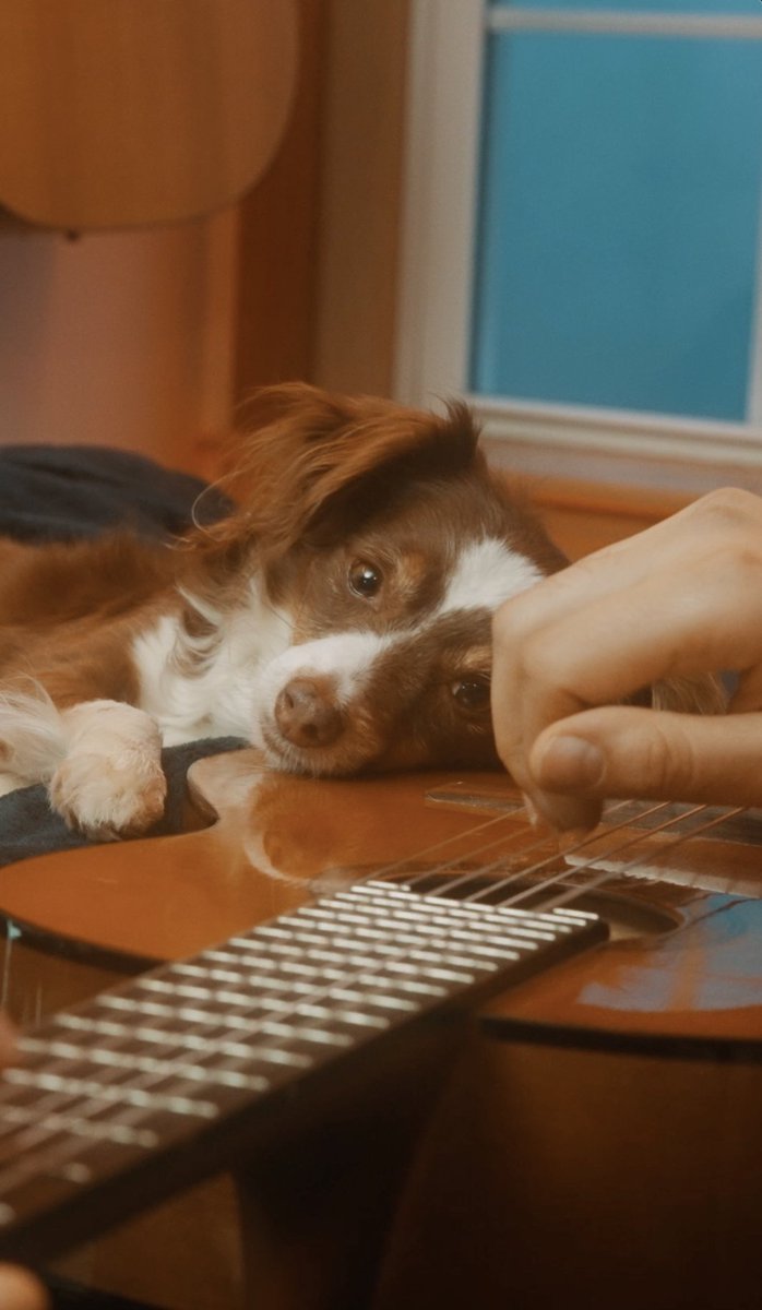 Cherry likes to use the guitar as a pillow ❤️