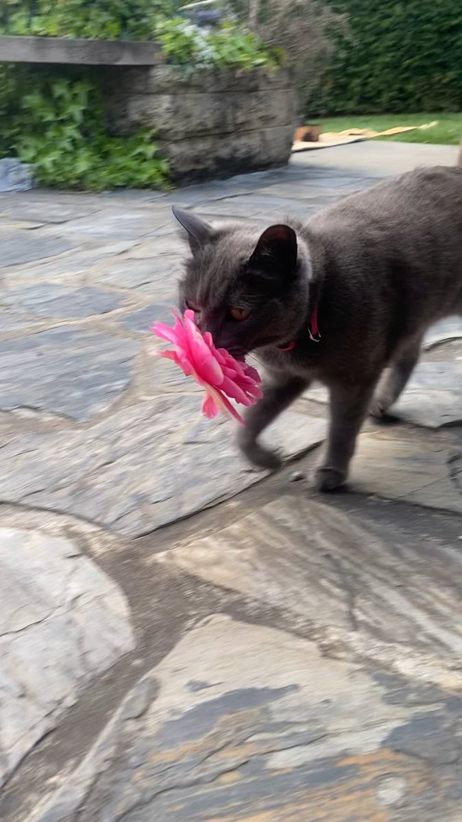 Stray cat keeps bringing this woman flowers every day until she becomes her mom 💕 We talked to the mom about the moment she realized her new cat was pregnant and what it was like to deliver kittens in her bed!