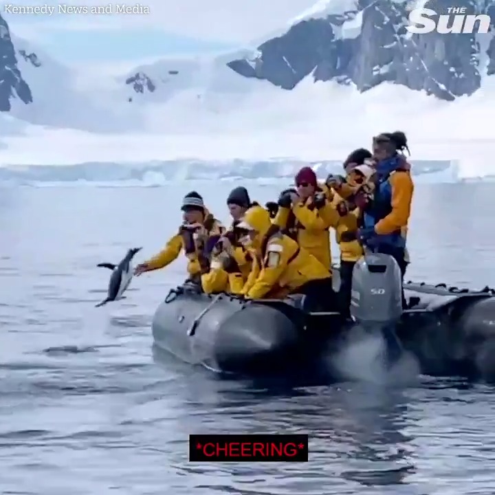 Nature is Amazing ☘️ Incredible moment penguin escapes a pod of killer whales by leaping into a dinghy