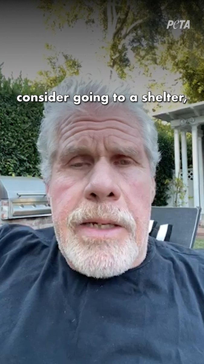 Is this actor as tough in real life as he is on screen? When it comes to speaking up about choosing to #AdoptDontShop, he most definitely is 💪 We’re wishing the happiest birthday to the compassionate and talented Ron Perlman! 🎂