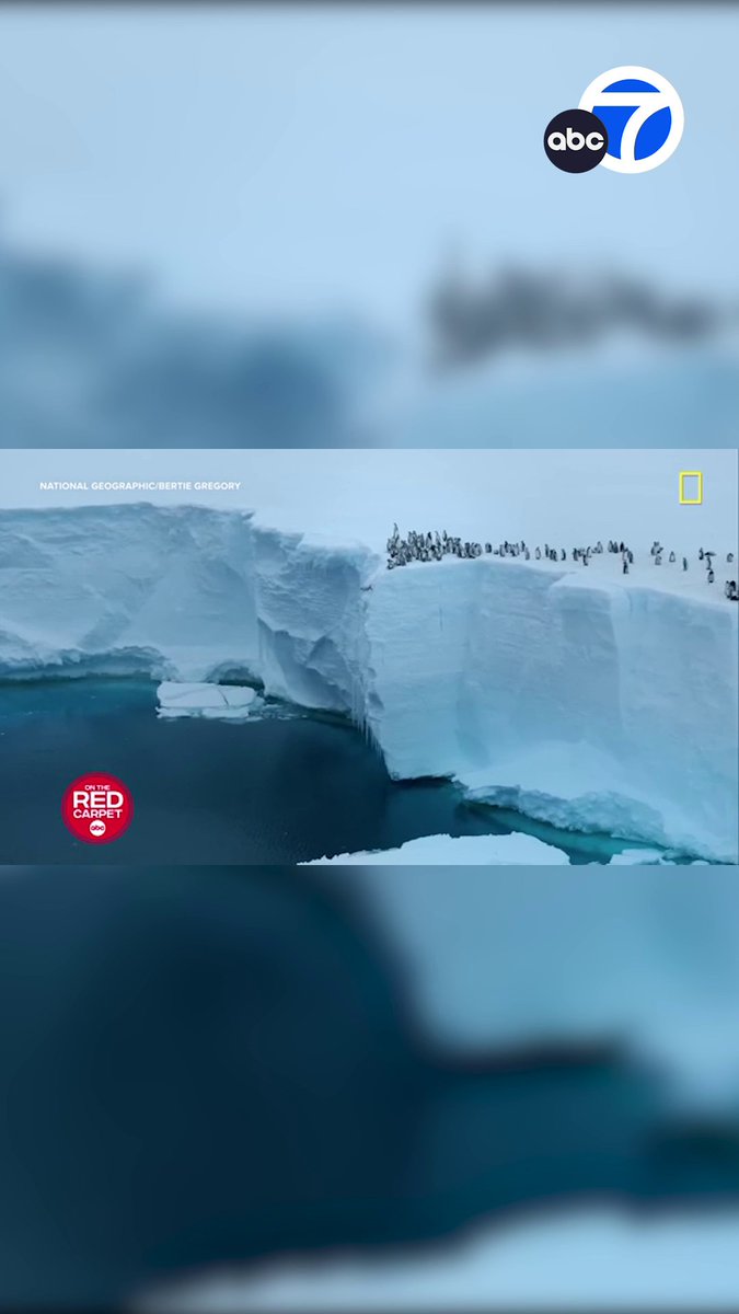 STUNNING SIGHT! National Geographic was able to record baby penguins cliff diving, a rare and remarkable behavior that has never been captured on video before 🐧