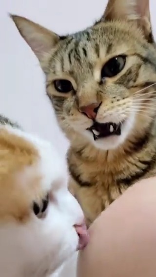 You knee smells like litterbox #meowed From fatduduahfat | IG