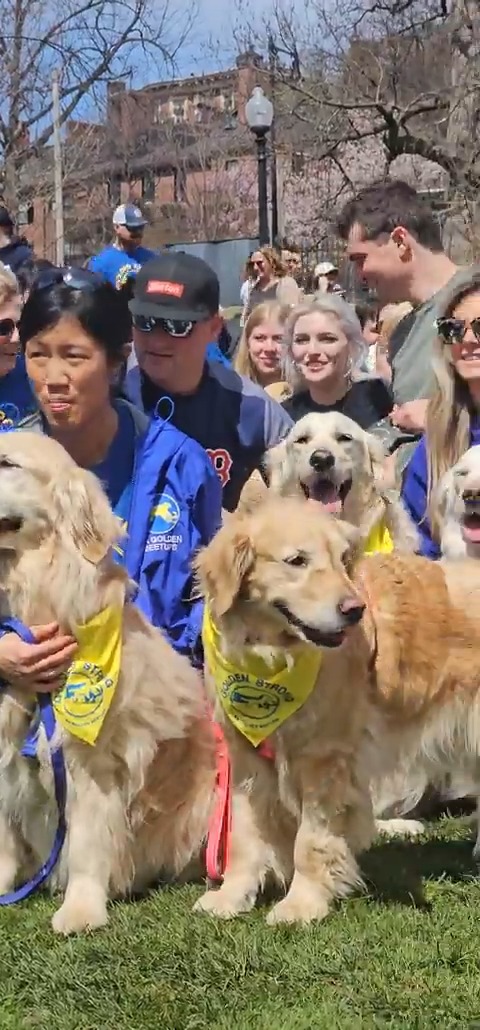 Golden retrievers gathered in Boston Common on Sunday, many wearing Golden Strong bandanas, in memory of Spencer, the official Boston Marathon dog who became famous holding a Boston Strong flag along the marathon route, who passed away last year due canine cancer. 💛