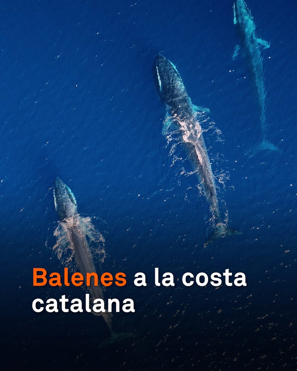 Balenes a la costa catalana. Les van albirar davant de Barcelona i de Mataró, a unes nou o deu milles. Eren quatre exemplars de rorqual comú, el segon mamífer més gran del món. Entre març i maig hi ha més possibilitats de veure’n