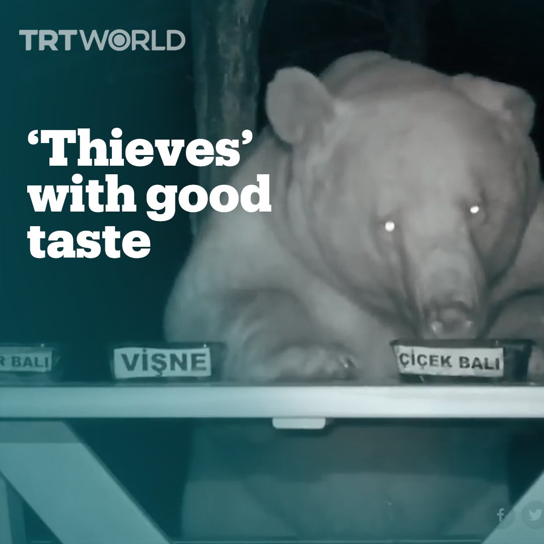 Nature is Amazing ☘️ This is how Turkish beekeeper Ibrahim Sedef turned a group of unwanted honey-stealing bears into taste testers