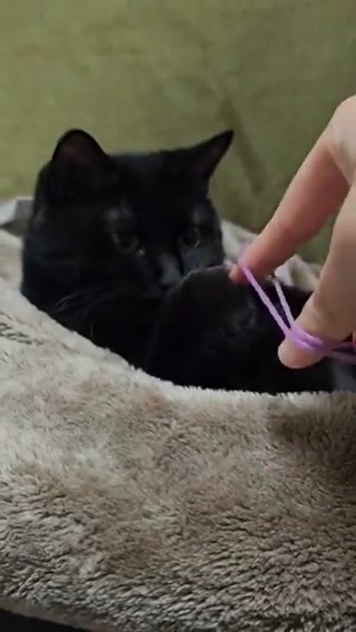 instruction unclear, kitty is uncooperative #meowed From n0kttu.__.j | IG