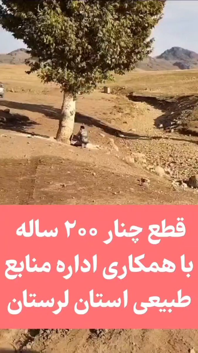 افتخاری دیگر بر حفظ محیط زیست کشور با مدیریت تخصصی و دلسوزانه مسئولین ... قطع چنار ۲۰۰ ساله لرستان با همکاری اداره منابع طبیعی لرستان !