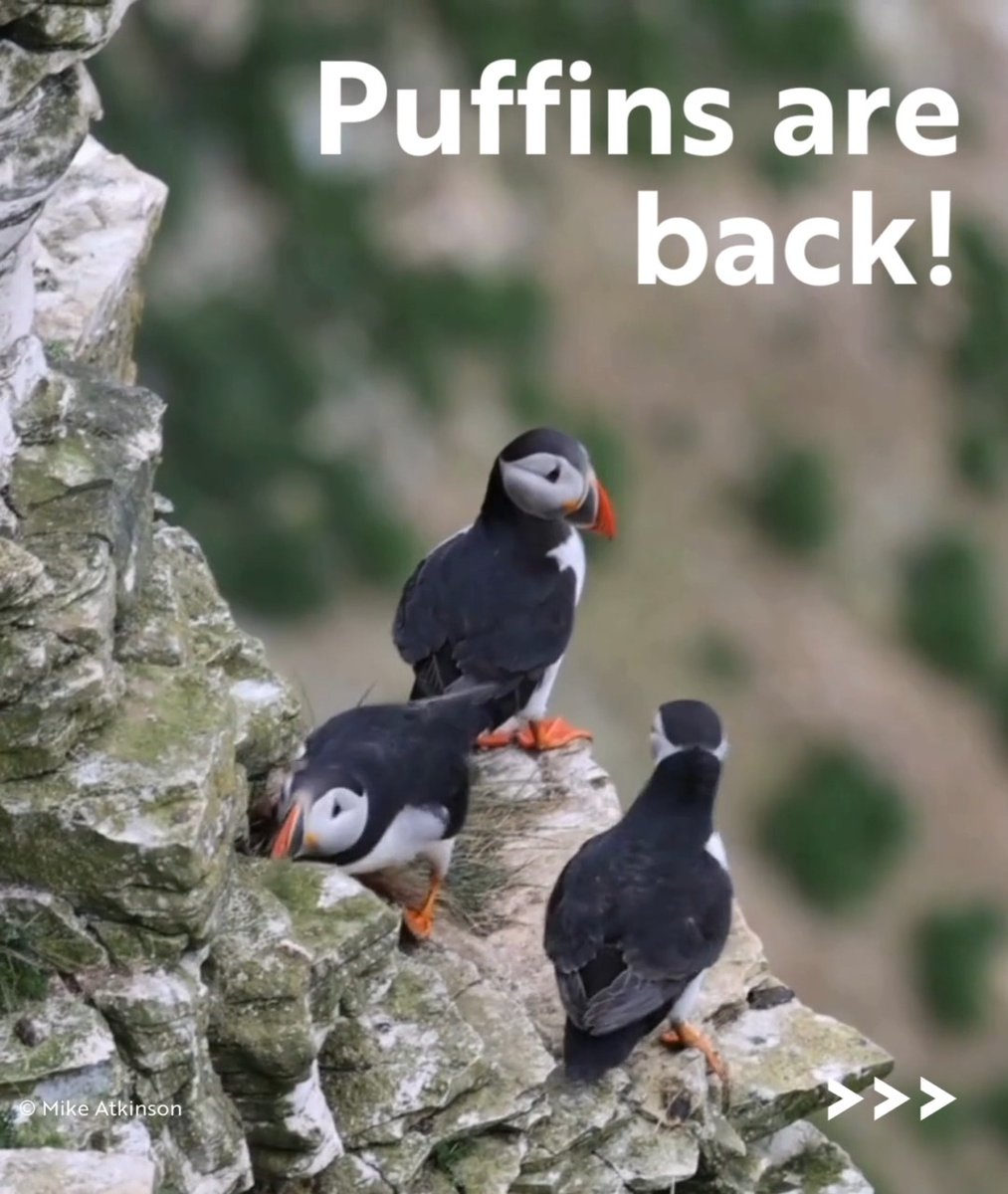 PUFFINS! We're celebrating the return of these iconic seabirds to our shores. And, following the recent closure of sandeel fishing in UK waters, this breeding season comes with renewed hope 💙
