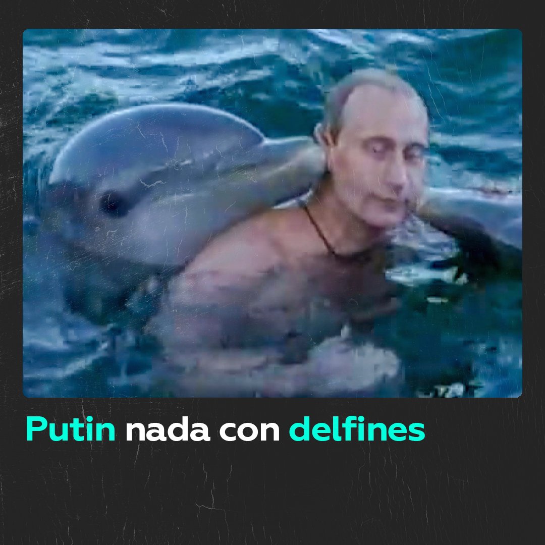 🐬 Presidente de Rusia en la playa cubana de Varadero El presidente ruso Vladímir Putin nadó con delfines en la playa cubana de Varadero tras finalizar su visita oficial a La Habana en diciembre de 2000.