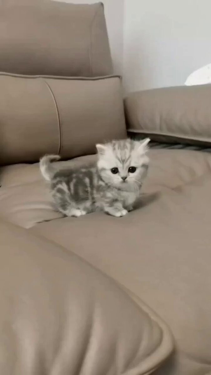 Love this kitten cuteness 💗