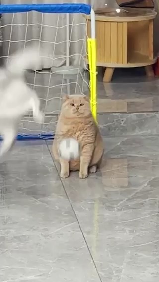 meowssi #meowed From 乔巴日记 | DY
