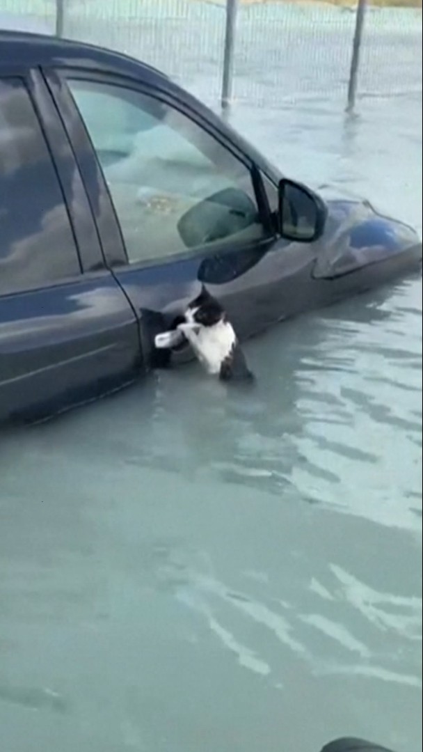 Inondations à Dubaï: un chat s'accroche à la portière d'une voiture pour éviter la noyade