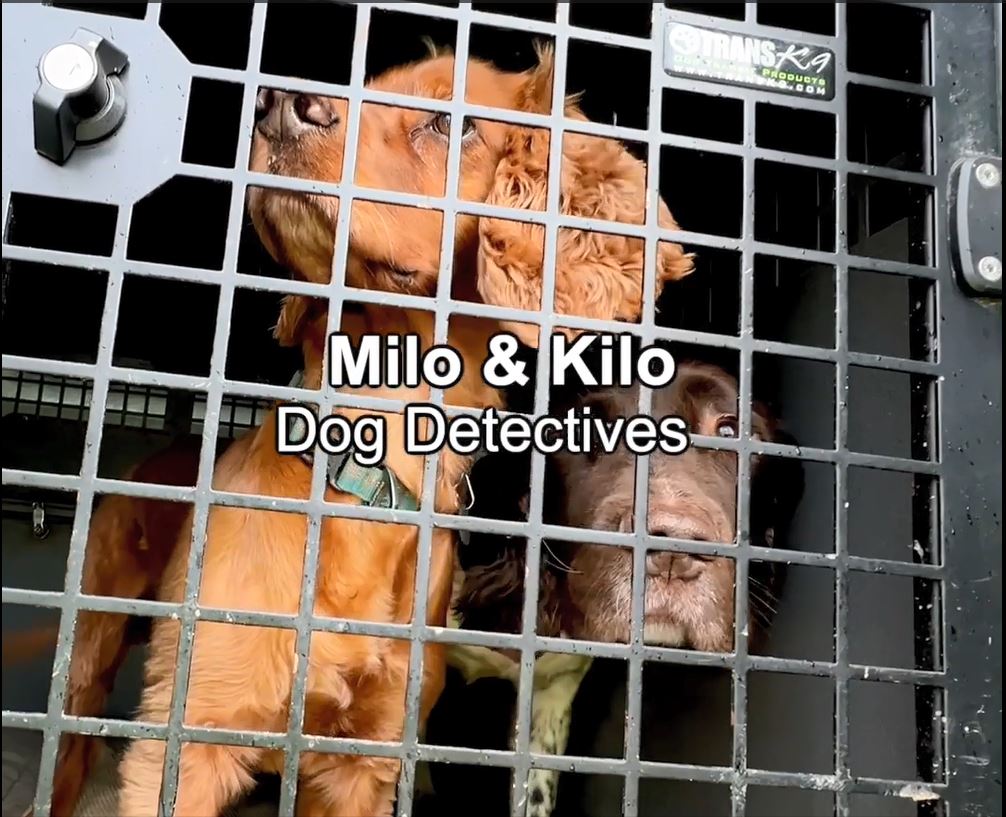 Dog detectives Milo and Kilo are 'taking the lead' in helping us detect water leaks in some of our more remote water mains across Scotland. Their detection rate is second to none when sniffing out chlorine in muddy fields.🐶 More 👉 Cape SPC Dogs Trust 💛🐶