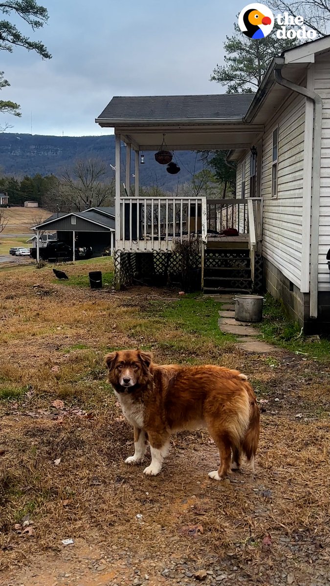 The sweetest dog gets left behind after her owners break up and move away 😭 We talked to her rescuer about how she turned the saddest story into the happiest one ❤️🩹