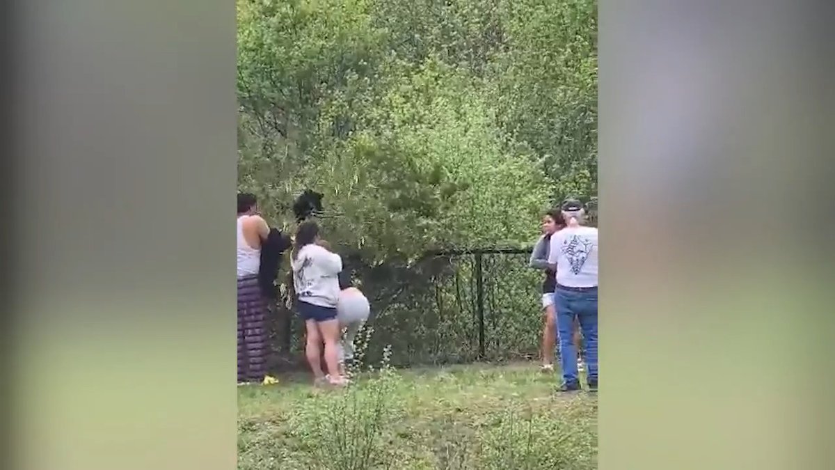 WOW: A disturbing scene was caught on camera as a group of people were seen pulling bear cubs out of a tree all for a few selfies. Video Credit: Rachel Staudt