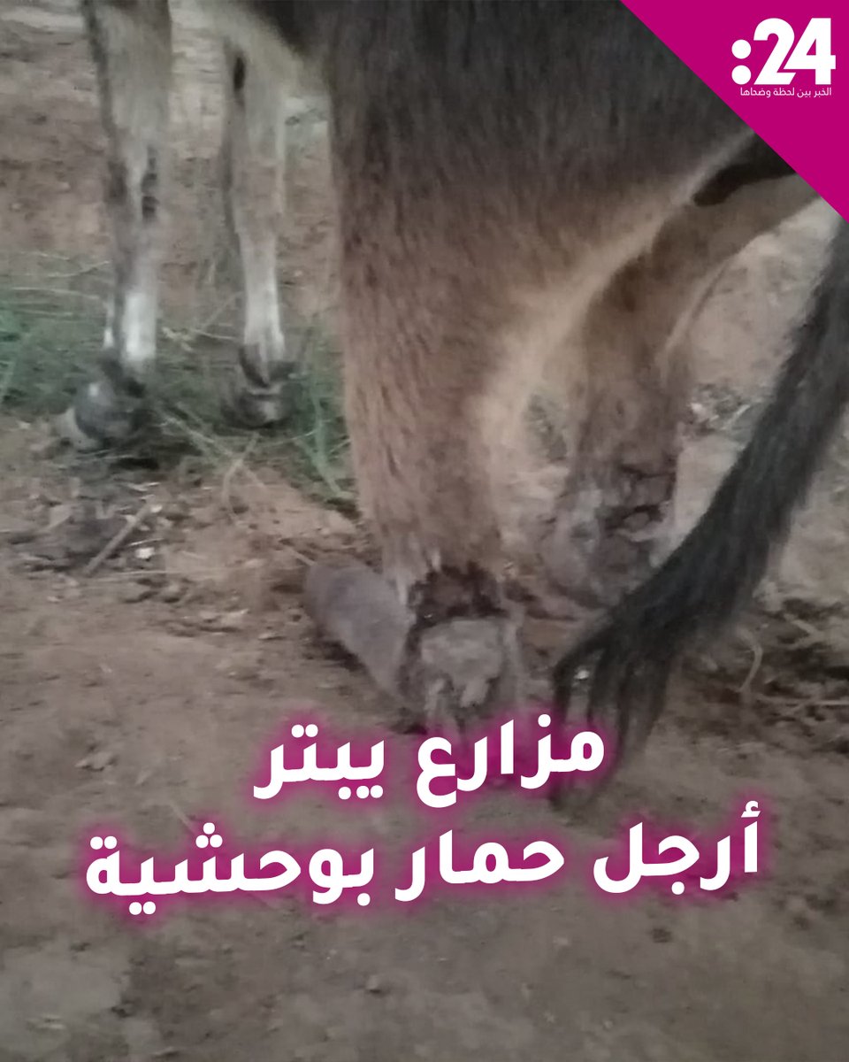 واقعة تهز الشارع المغربي.. مزارع يبتر أرجل حمار أكل من أرضه #فيديو24 لمشاهدة المزيد من الفيديوهات: