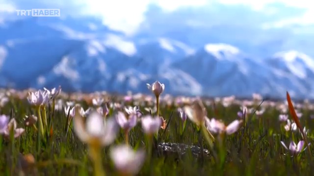 🗻Dağlarda kar, ovalarda çiçekler🌸 Hakkari'de iki mevsim bir arada...