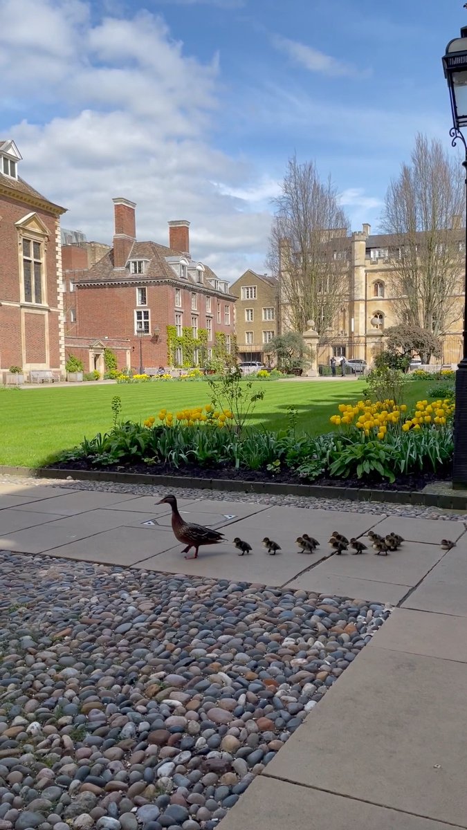 🦆 Duckling herding is a fine, long-standing spring tradition for our Colleges! The College teams were lucky enough to document one duck family on their epic journey. Here they go from Corpus Christi through St Catharine's College to Queens' College for their first swim together.