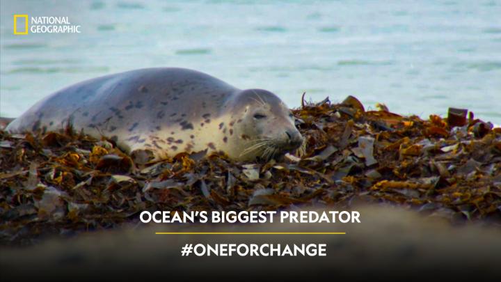 Plastic is now the ocean’s biggest predator. Watch the impact of plastic pollution on our planet. The Time To Act is Now! Adopt Sustainable Living. To learn how you can help, visit Nat Geo India on Instagram. #OneForChange #EarthDay #NatGeoIndia