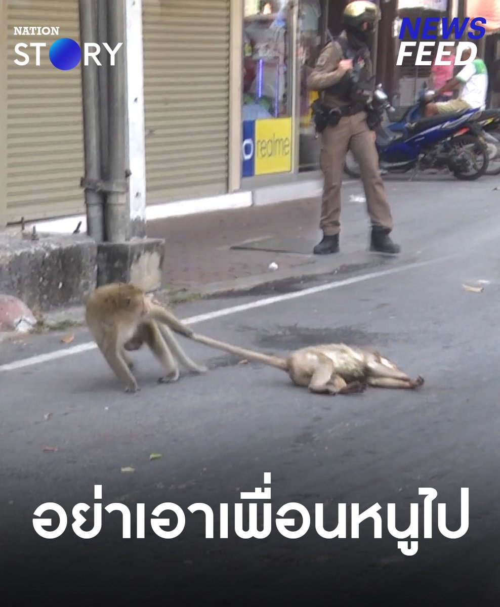 อย่าเอาเพื่อนหนูไป! ลิงลพบุรีถูกไฟฟ้าแรงสูงช็อตจนตกลงมา แต่เพื่อนลิงไม่ทิ้งกันพาลากหนีตำรวจเพราะกลัวมาทำร้ายเพื่อน ด้านชาวบ้านในพื้นที่ก็สงสาร วอนพาลิงกลับป่า ในเมืองไม่ใช่ที่ของลิง! . #ลิงลพบุรี #ลิง #ลพบุรี #NationSTORY