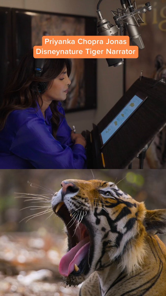 See why narrator, Priyanka Chopra Jonas feels a kinship with mother tigress Ambar, from Disneynature's #Tiger. To celebrate Earth Day, the all-new feature film is now streaming exclusively on #DisneyPlus. 🐅🐾