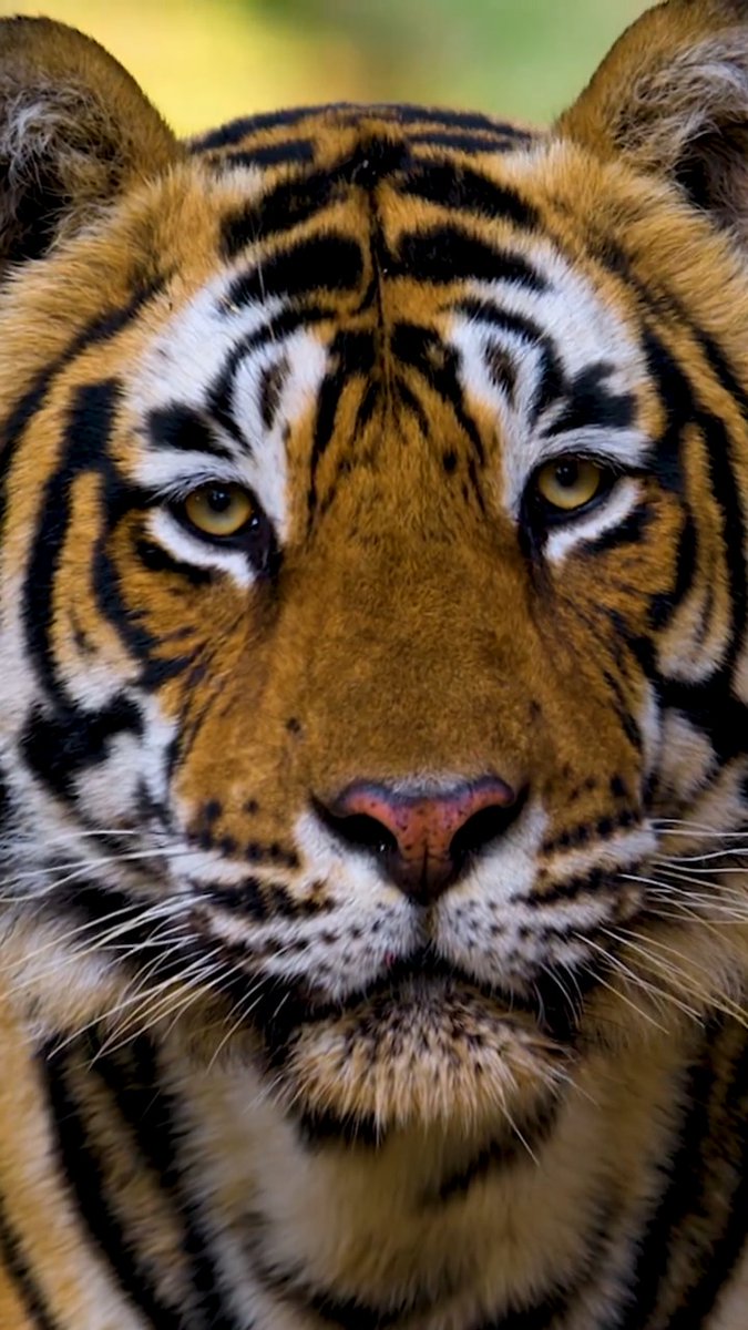 Happy Earth Day! 🌍 Celebrate today with Disneynature's #Tiger, narrated by Priyanka Chopra Jonas, NOW available on Disney+.