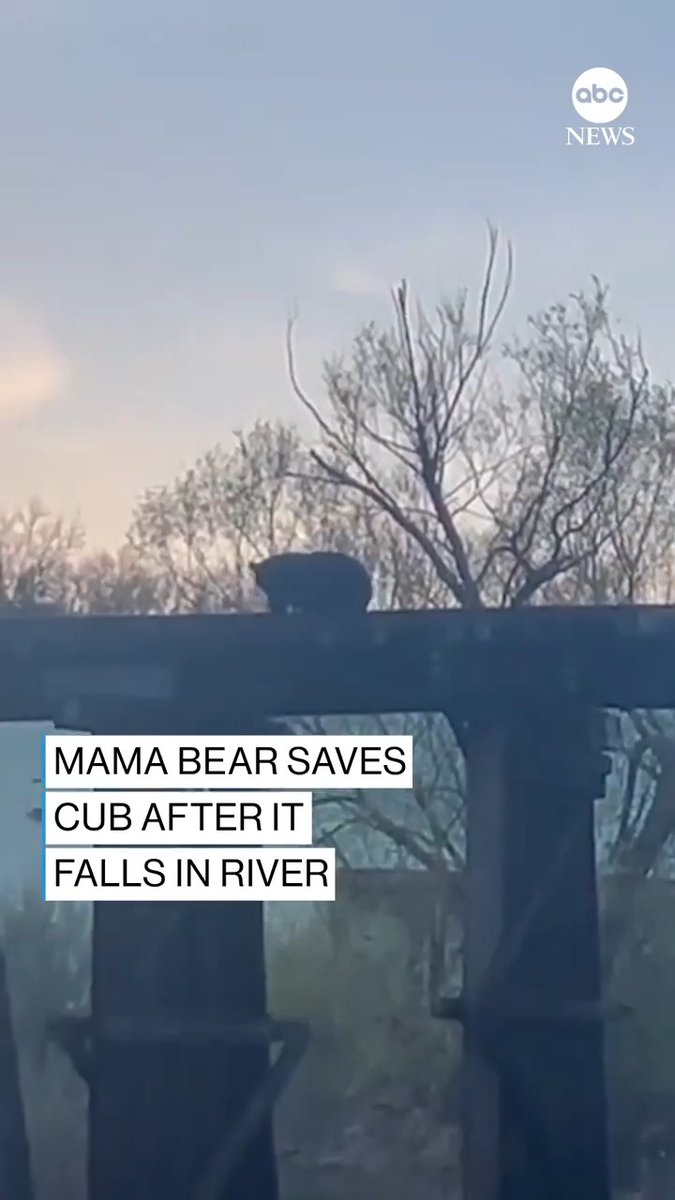 MAMA BEAR TO THE RESCUE: A bear cub was on a railway bridge in Connecticut with its mother when it fell into the river below. The mama bear didn't hesitate to bolt down the hill and jump into the water to rescue her tiny cub.