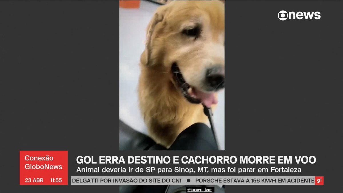 Um cachorro da raça golden retriever morreu depois que a companhia aérea Gol errou o aeroporto em que deveria entregar o animal. Ele e o tutor viajariam para o Mato Grosso, mas o cachorro foi parar no Ceará. ➡ Assista ao #ConexãoGloboNews: #GloboNews
