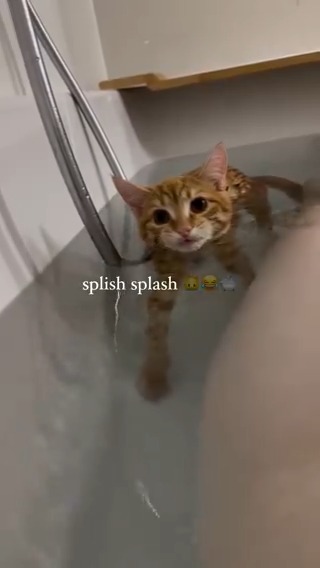 Curious behaviour. Diagnosis: orange #meowed From lisaaaa.mary | IG