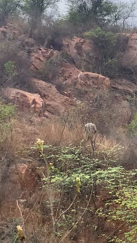 A photographer was encouraged by his group to flush out the Eagle Owl for a flying shot and succeeded in his endeavour. So embarrassing to see Indian Eagle owl being harassed in Bhondsi Nature Park in Gurgaon. Every time we have sighting of owl in Delhi NCR some people make sure to make there life hell. Video and Photo - Shared by friend.