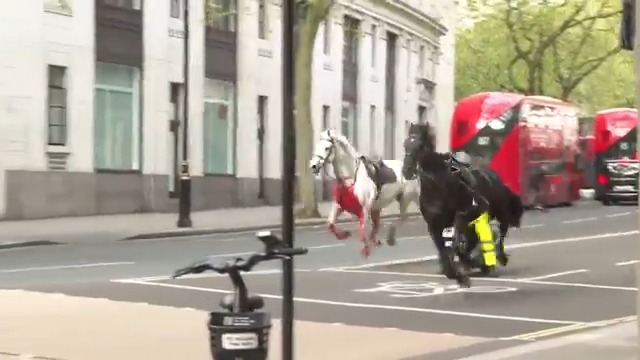NEW - Blood-covered horses run loose through London.