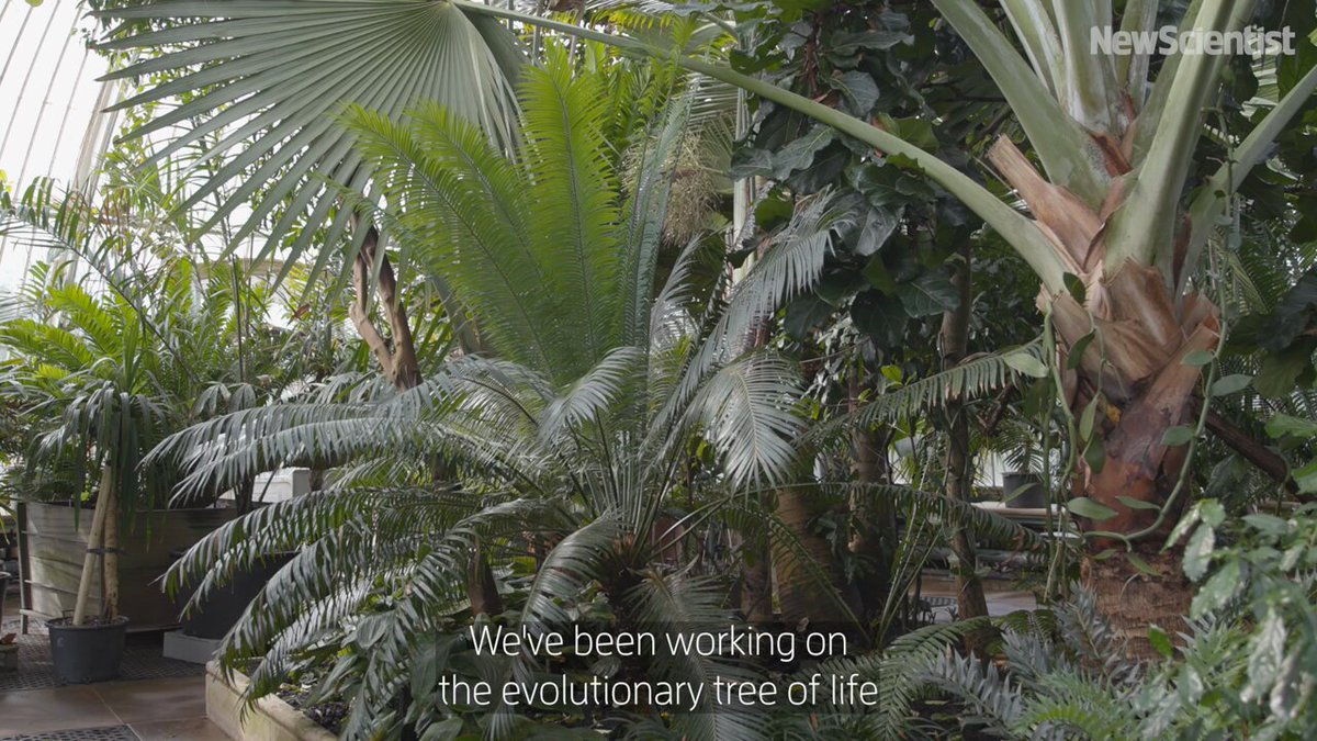 A new tree of life for flowering plants has been compiled from genomic data, shedding light on what Charles Darwin called “an abominable mystery”. Learn more 👉
