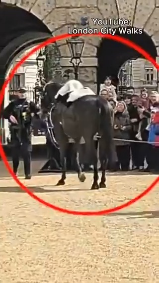 NEW - Another King's Guard horse tried "to escape" in London.