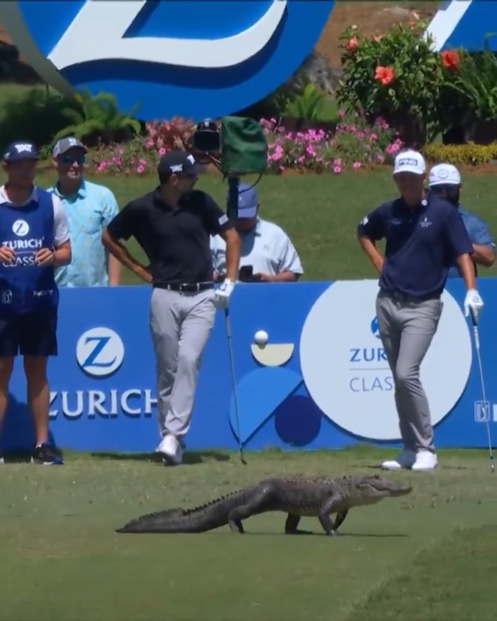 Now on the tee, from New Orleans, Louisiana ... A GATOR 🐊