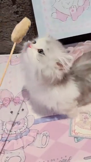 cat eating is so cute 🥰