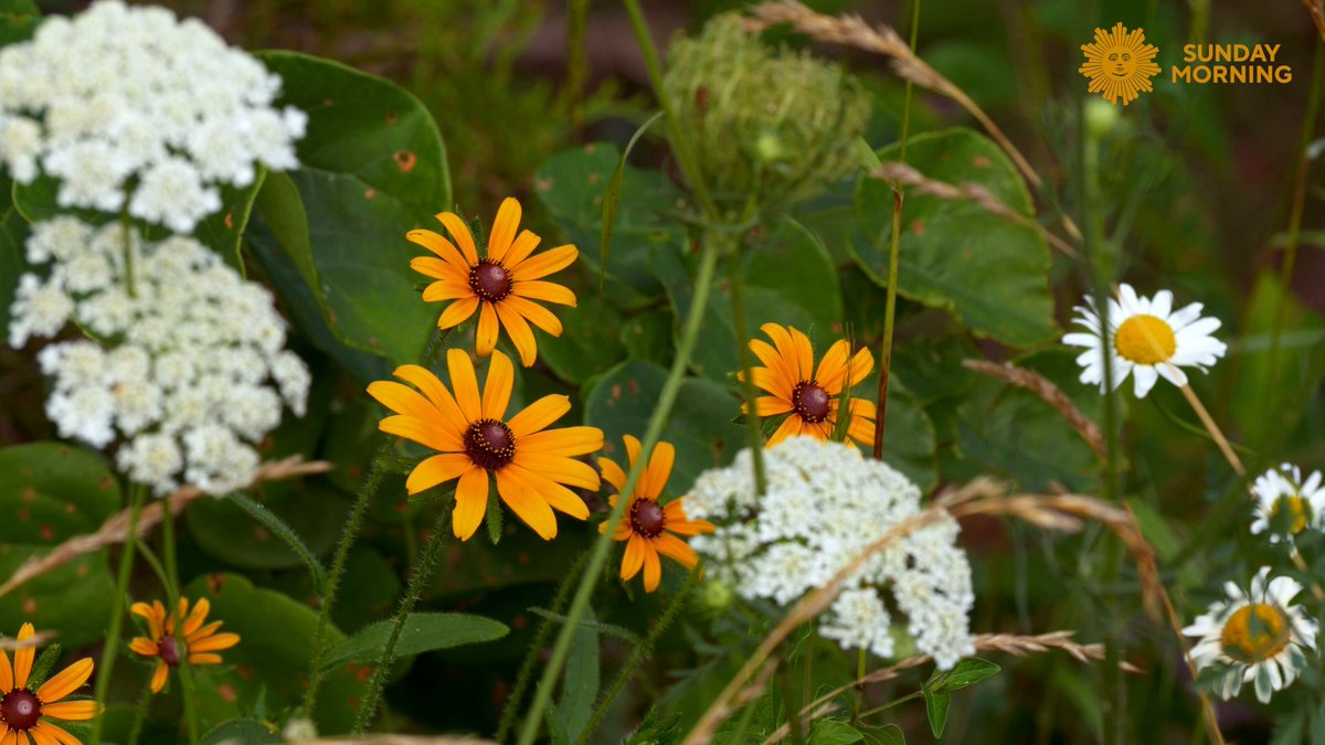 Do Nothing For Three Minutes Take a minute, turn up the volume as we leave you this Sunday surrounded by spring wildflowers at the Mark Twain National Forest in Missouri. Videographer: Scot Miller.