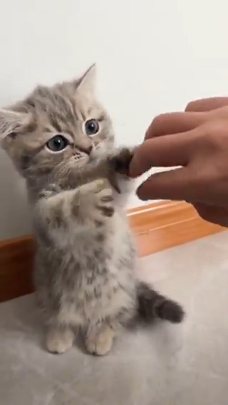 Adorable baby kitty 🥰🐱