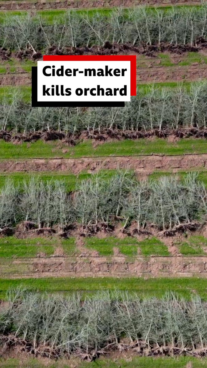 An orchard the size of 140 football pitches in Monmouthshire has been cut down by the UK’s biggest cider company, sparking concerns about the impact on birds Heineken blamed a surplus of apples and slower demand for cider and said it acted in accordance with the Wildlife Act
