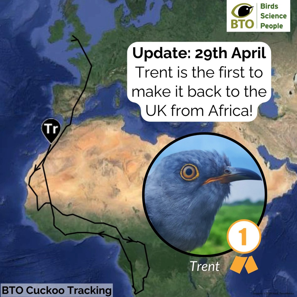 And we have a winner🏆🎉 Trent was the first Cuckoo to reach the UK. He covered 1,025 miles over the weekend! 😀 Check out his incredible journey. 👇 If you’d like to support this project, find out how to sponsor a Cuckoo 👉 Thank you💚 #BTOCuckoos