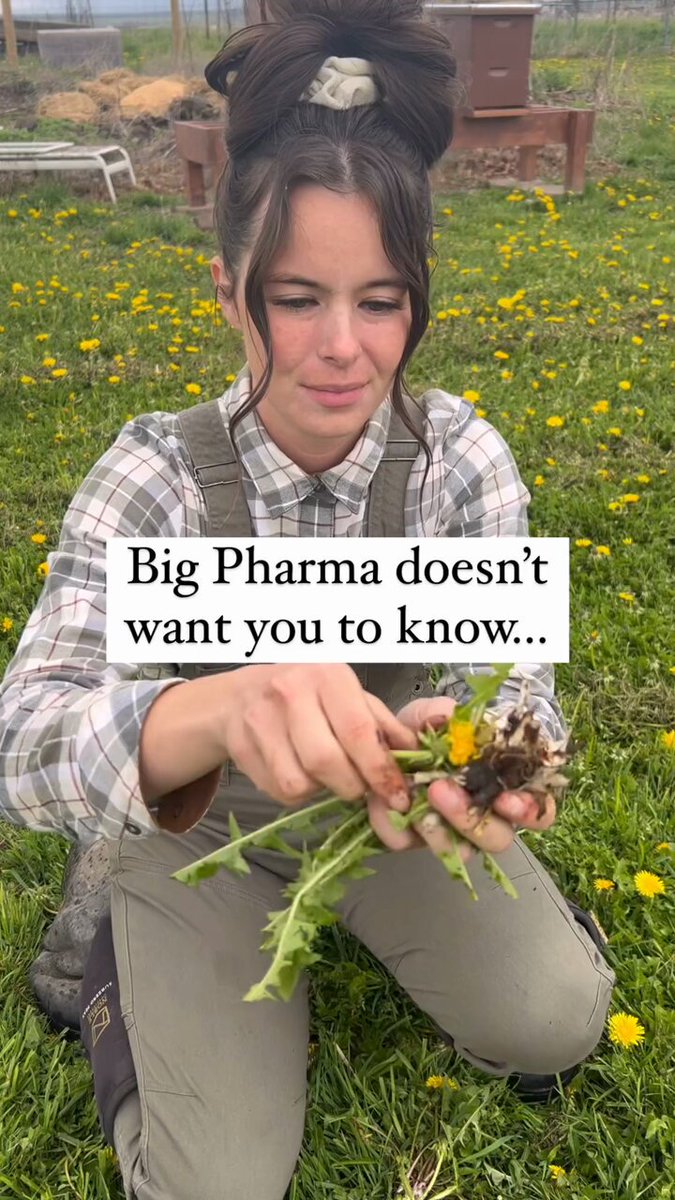 Big Pharma doesn’t want to know this but…. Dandelions are a healing plant. They can detoxify the liver, act as a diuretic, and are filled with vitamins and minerals. They want you to spray them with POISON. This not only makes you sick, but kills the bees. Seek truth!