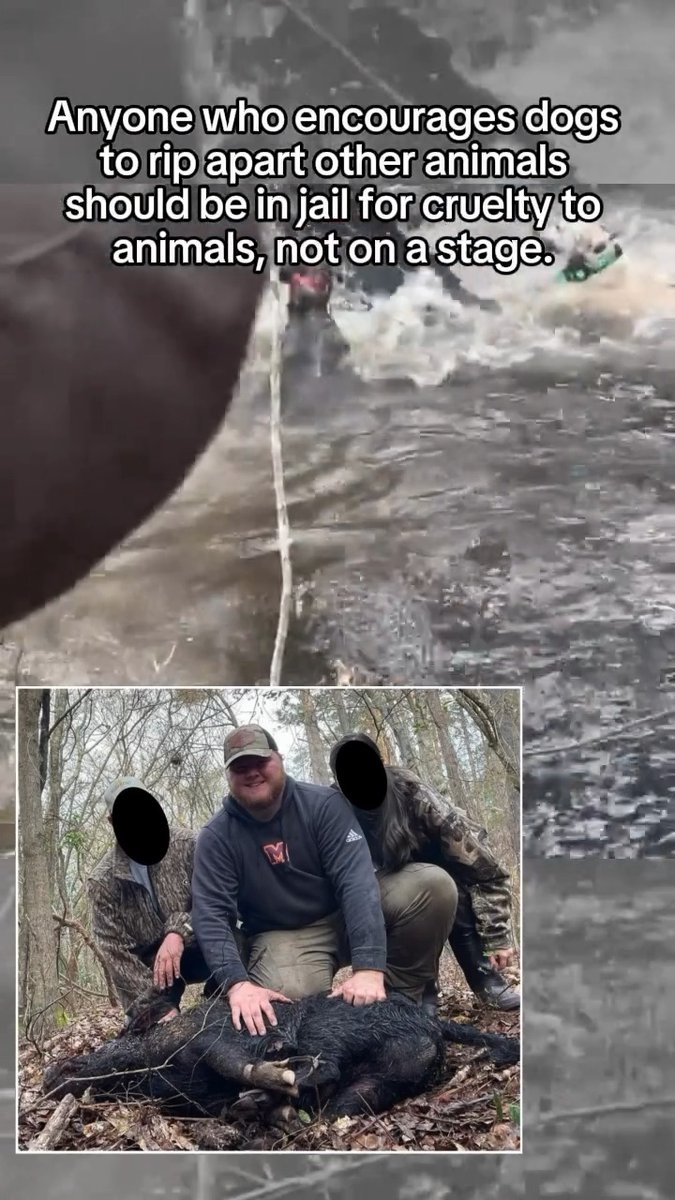 This sickening video of American Idol contestant, Will Moseley setting dogs on a wild pig is going viral 😡 He’s the exact opposite of an American Idol!